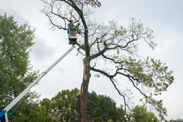 Best Seasonal Cleanup (Spring/Fall)  in Montevideo, MN